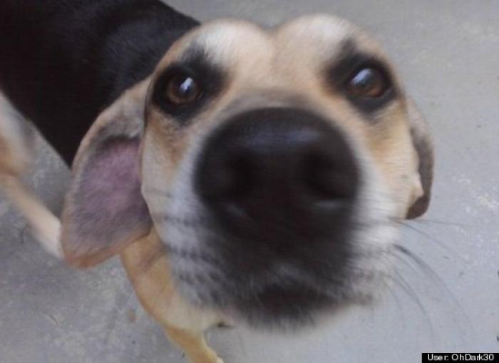 ¿Qué hacen un tigre o un león si les dejas una caja de cartón? El mejor vídeo de bichinos de la semana (VÍDEO)