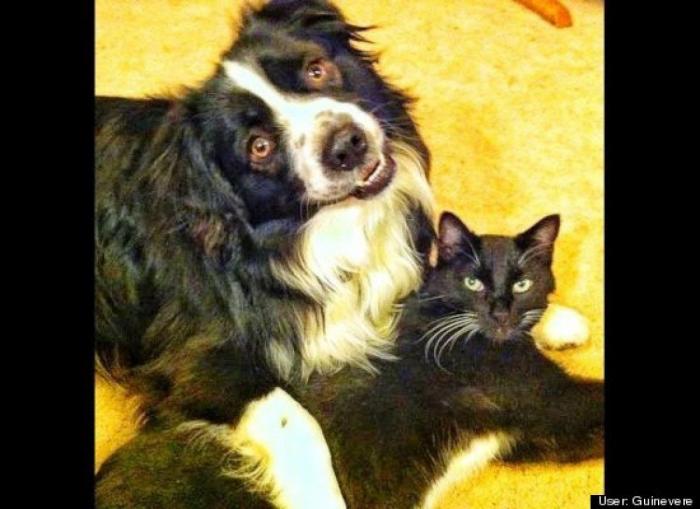 ¿Qué hacen un tigre o un león si les dejas una caja de cartón? El mejor vídeo de bichinos de la semana (VÍDEO)