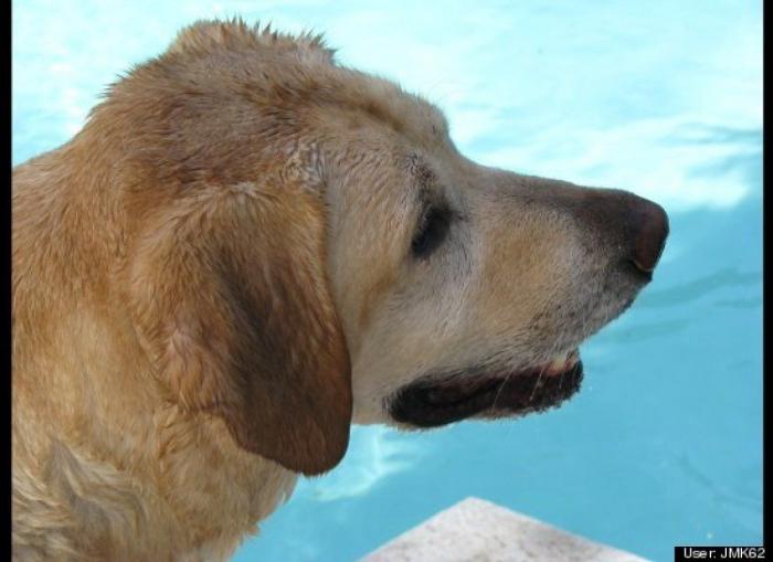 ¿Qué hacen un tigre o un león si les dejas una caja de cartón? El mejor vídeo de bichinos de la semana (VÍDEO)