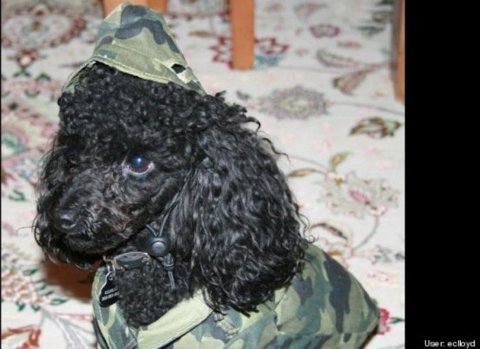 ¿Qué hacen un tigre o un león si les dejas una caja de cartón? El mejor vídeo de bichinos de la semana (VÍDEO)