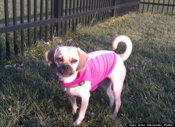 ¿Qué hacen un tigre o un león si les dejas una caja de cartón? El mejor vídeo de bichinos de la semana (VÍDEO)