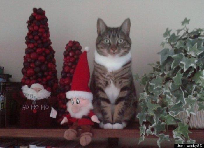 ¿Qué hacen un tigre o un león si les dejas una caja de cartón? El mejor vídeo de bichinos de la semana (VÍDEO)