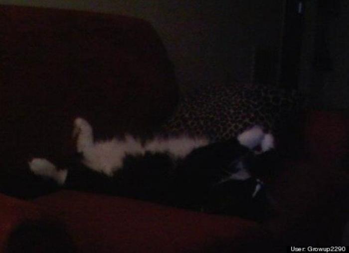 ¿Qué hacen un tigre o un león si les dejas una caja de cartón? El mejor vídeo de bichinos de la semana (VÍDEO)