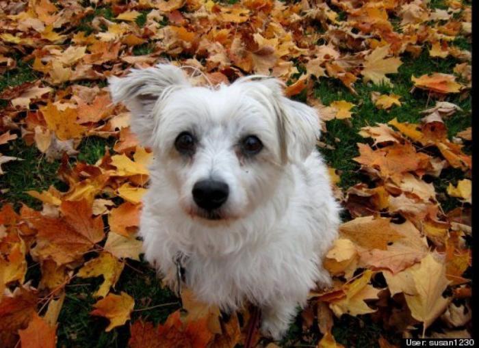¿Qué hacen un tigre o un león si les dejas una caja de cartón? El mejor vídeo de bichinos de la semana (VÍDEO)