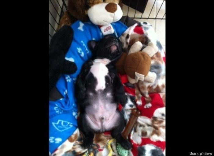 ¿Qué hacen un tigre o un león si les dejas una caja de cartón? El mejor vídeo de bichinos de la semana (VÍDEO)