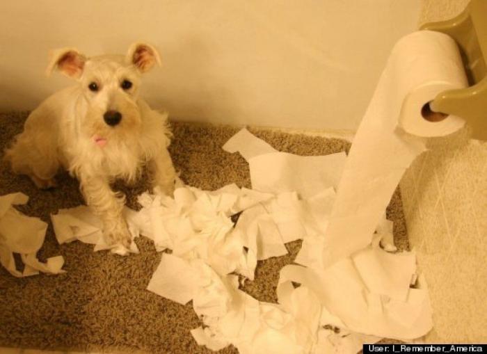 ¿Qué hacen un tigre o un león si les dejas una caja de cartón? El mejor vídeo de bichinos de la semana (VÍDEO)