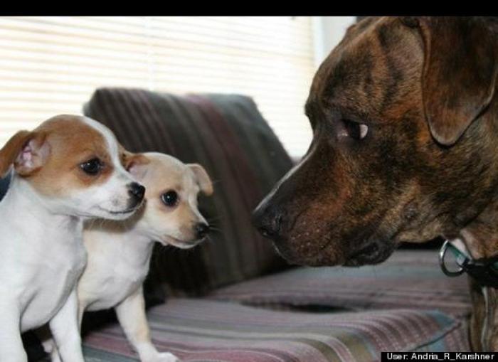 ¿Qué hacen un tigre o un león si les dejas una caja de cartón? El mejor vídeo de bichinos de la semana (VÍDEO)