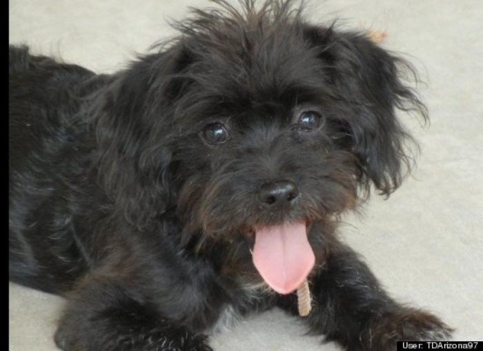 ¿Qué hacen un tigre o un león si les dejas una caja de cartón? El mejor vídeo de bichinos de la semana (VÍDEO)