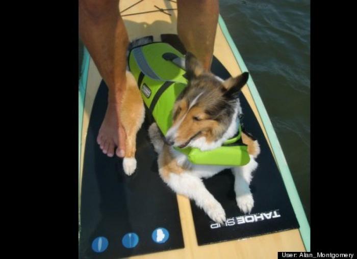 ¿Qué hacen un tigre o un león si les dejas una caja de cartón? El mejor vídeo de bichinos de la semana (VÍDEO)