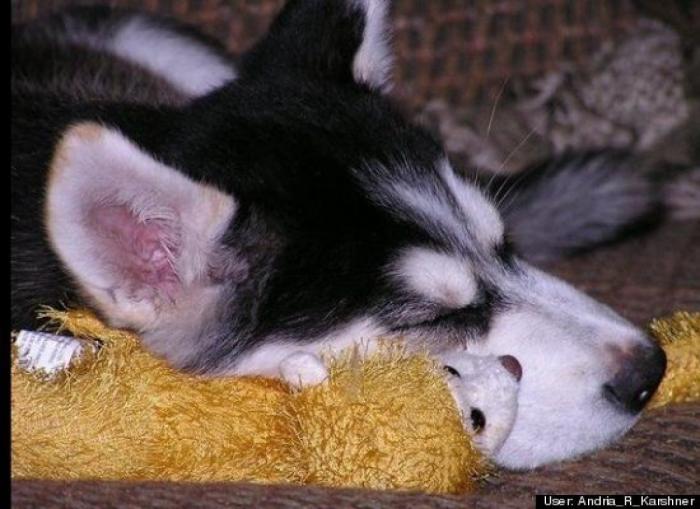¿Qué hacen un tigre o un león si les dejas una caja de cartón? El mejor vídeo de bichinos de la semana (VÍDEO)