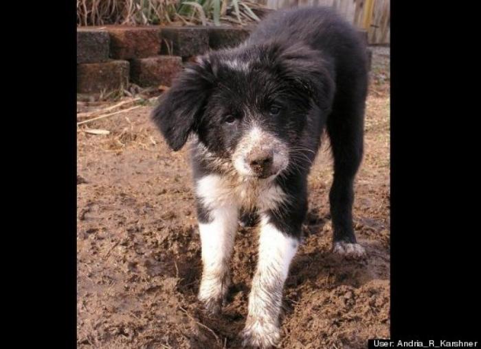 ¿Qué hacen un tigre o un león si les dejas una caja de cartón? El mejor vídeo de bichinos de la semana (VÍDEO)