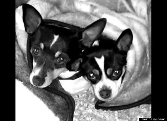 ¿Qué hacen un tigre o un león si les dejas una caja de cartón? El mejor vídeo de bichinos de la semana (VÍDEO)