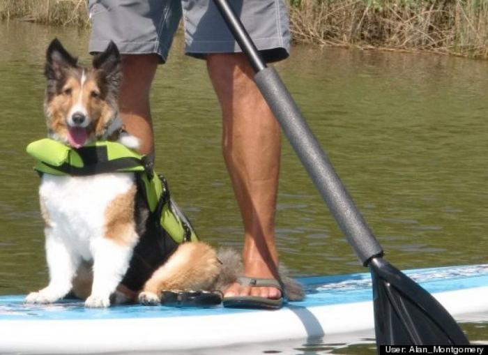 ¿Qué hacen un tigre o un león si les dejas una caja de cartón? El mejor vídeo de bichinos de la semana (VÍDEO)