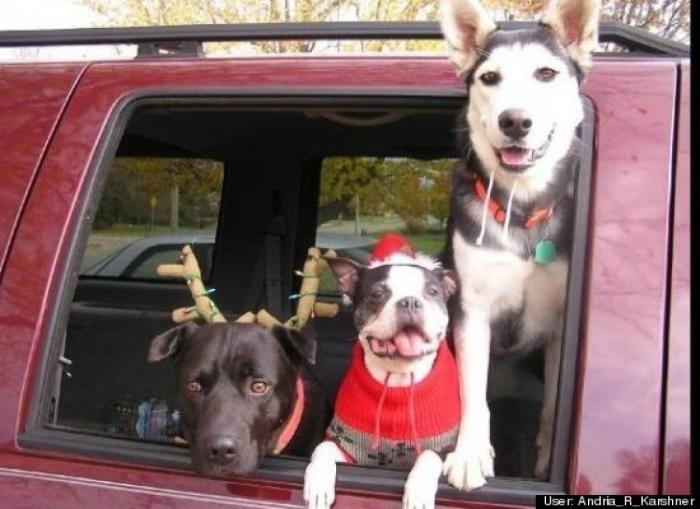 ¿Qué hacen un tigre o un león si les dejas una caja de cartón? El mejor vídeo de bichinos de la semana (VÍDEO)