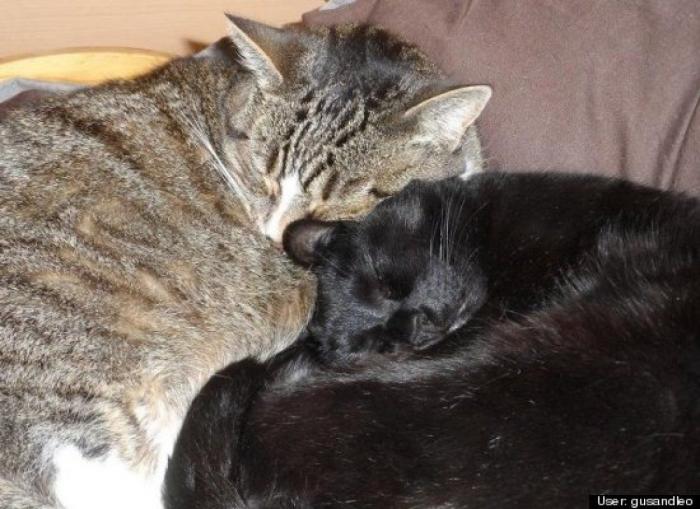 ¿Qué hacen un tigre o un león si les dejas una caja de cartón? El mejor vídeo de bichinos de la semana (VÍDEO)