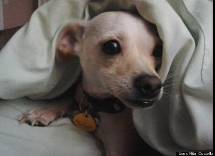 ¿Qué hacen un tigre o un león si les dejas una caja de cartón? El mejor vídeo de bichinos de la semana (VÍDEO)