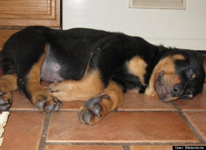 ¿Qué hacen un tigre o un león si les dejas una caja de cartón? El mejor vídeo de bichinos de la semana (VÍDEO)