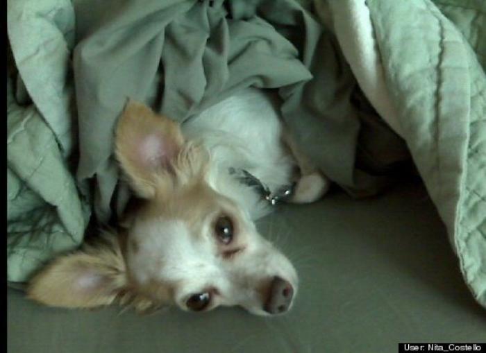 ¿Qué hacen un tigre o un león si les dejas una caja de cartón? El mejor vídeo de bichinos de la semana (VÍDEO)