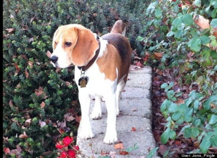 ¿Qué hacen un tigre o un león si les dejas una caja de cartón? El mejor vídeo de bichinos de la semana (VÍDEO)