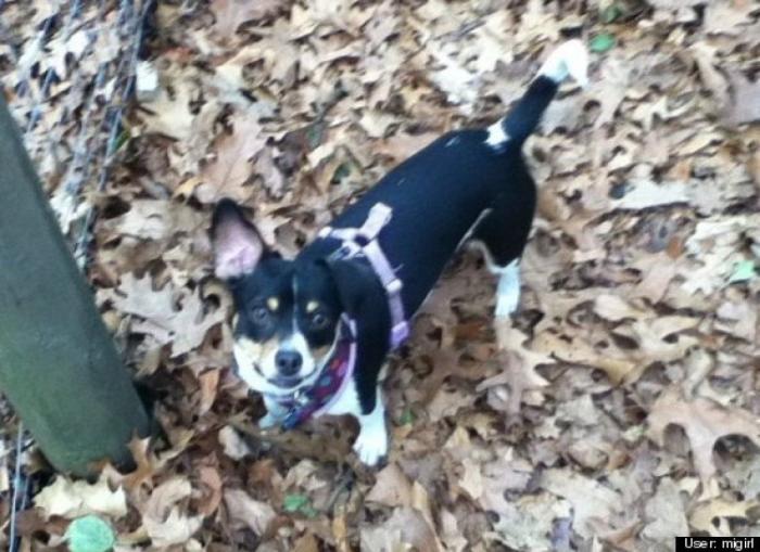 ¿Qué hacen un tigre o un león si les dejas una caja de cartón? El mejor vídeo de bichinos de la semana (VÍDEO)