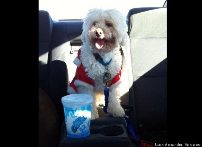 ¿Qué hacen un tigre o un león si les dejas una caja de cartón? El mejor vídeo de bichinos de la semana (VÍDEO)