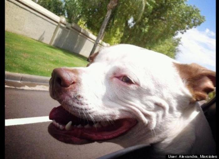 ¿Qué hacen un tigre o un león si les dejas una caja de cartón? El mejor vídeo de bichinos de la semana (VÍDEO)