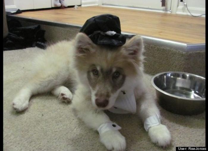 ¿Qué hacen un tigre o un león si les dejas una caja de cartón? El mejor vídeo de bichinos de la semana (VÍDEO)