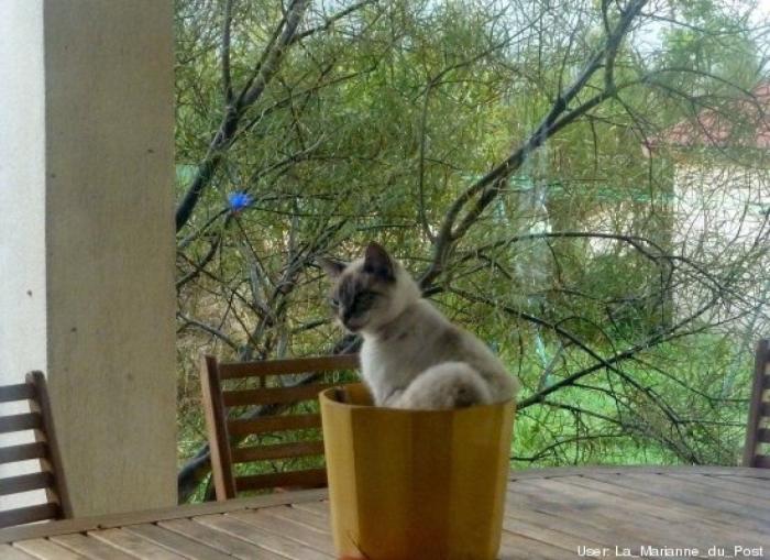 ¿Qué hacen un tigre o un león si les dejas una caja de cartón? El mejor vídeo de bichinos de la semana (VÍDEO)