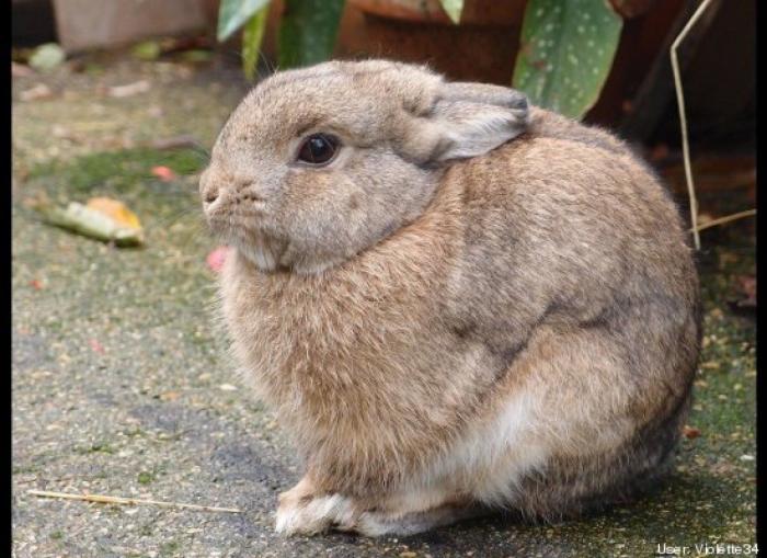 ¿Qué hacen un tigre o un león si les dejas una caja de cartón? El mejor vídeo de bichinos de la semana (VÍDEO)