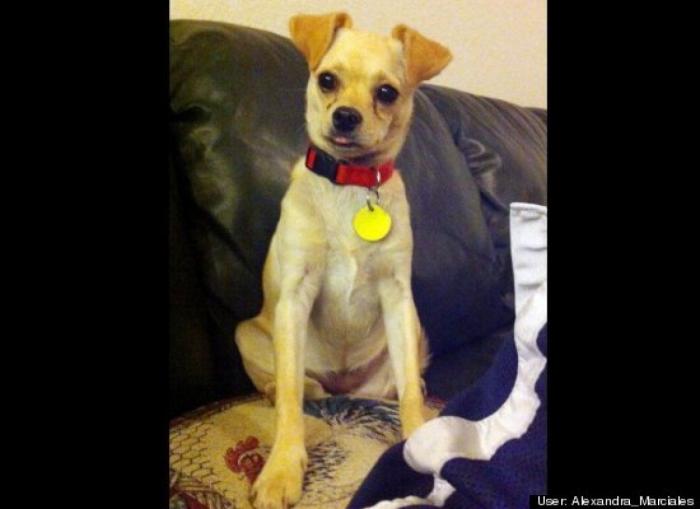 ¿Qué hacen un tigre o un león si les dejas una caja de cartón? El mejor vídeo de bichinos de la semana (VÍDEO)