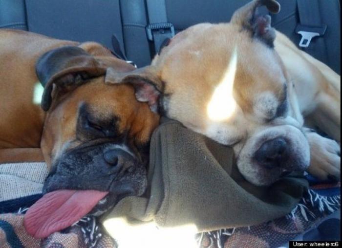 ¿Qué hacen un tigre o un león si les dejas una caja de cartón? El mejor vídeo de bichinos de la semana (VÍDEO)