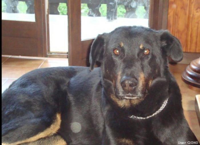 ¿Qué hacen un tigre o un león si les dejas una caja de cartón? El mejor vídeo de bichinos de la semana (VÍDEO)