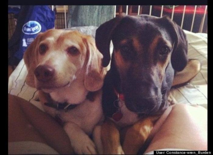 ¿Qué hacen un tigre o un león si les dejas una caja de cartón? El mejor vídeo de bichinos de la semana (VÍDEO)