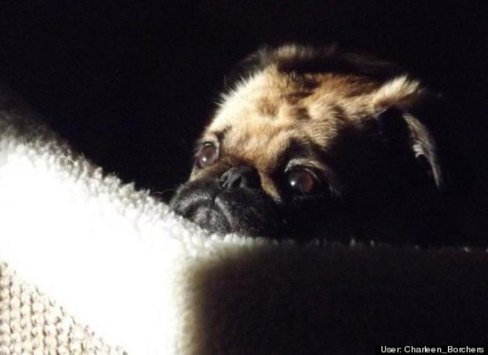 ¿Qué hacen un tigre o un león si les dejas una caja de cartón? El mejor vídeo de bichinos de la semana (VÍDEO)