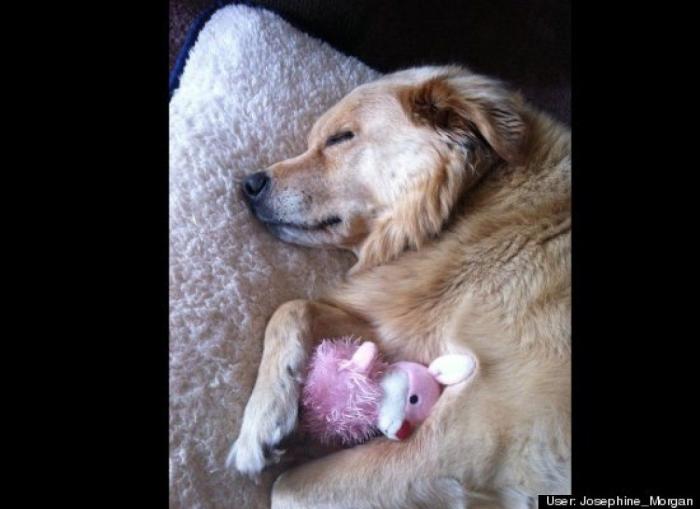 ¿Qué hacen un tigre o un león si les dejas una caja de cartón? El mejor vídeo de bichinos de la semana (VÍDEO)