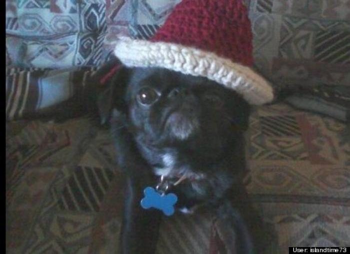 ¿Qué hacen un tigre o un león si les dejas una caja de cartón? El mejor vídeo de bichinos de la semana (VÍDEO)