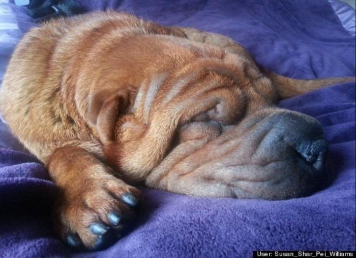 ¿Qué hacen un tigre o un león si les dejas una caja de cartón? El mejor vídeo de bichinos de la semana (VÍDEO)