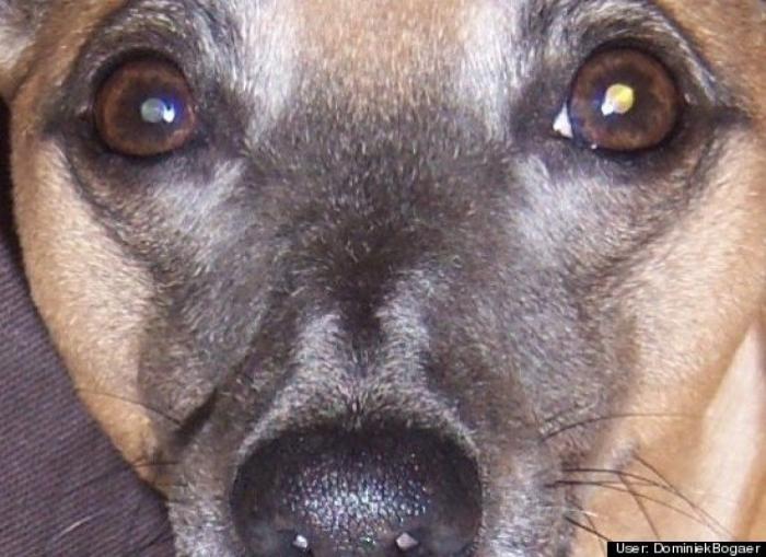 ¿Qué hacen un tigre o un león si les dejas una caja de cartón? El mejor vídeo de bichinos de la semana (VÍDEO)