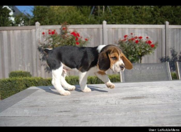 ¿Qué hacen un tigre o un león si les dejas una caja de cartón? El mejor vídeo de bichinos de la semana (VÍDEO)