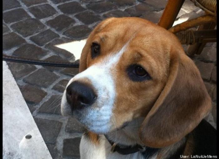 ¿Qué hacen un tigre o un león si les dejas una caja de cartón? El mejor vídeo de bichinos de la semana (VÍDEO)