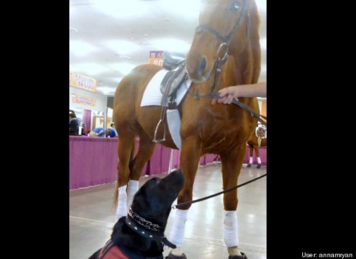 ¿Qué hacen un tigre o un león si les dejas una caja de cartón? El mejor vídeo de bichinos de la semana (VÍDEO)
