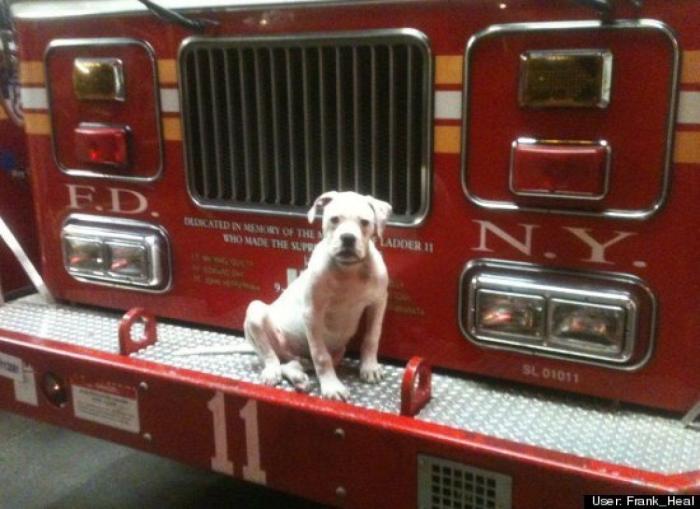 ¿Qué hacen un tigre o un león si les dejas una caja de cartón? El mejor vídeo de bichinos de la semana (VÍDEO)