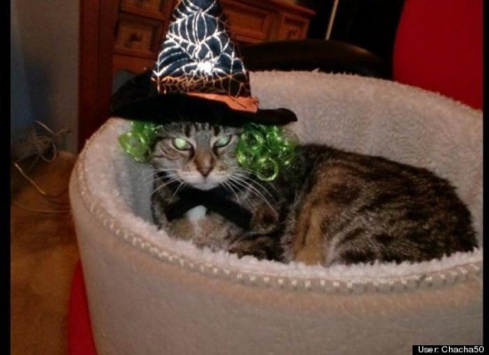 ¿Qué hacen un tigre o un león si les dejas una caja de cartón? El mejor vídeo de bichinos de la semana (VÍDEO)