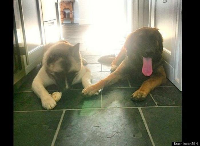 ¿Qué hacen un tigre o un león si les dejas una caja de cartón? El mejor vídeo de bichinos de la semana (VÍDEO)