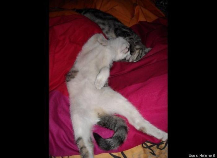 ¿Qué hacen un tigre o un león si les dejas una caja de cartón? El mejor vídeo de bichinos de la semana (VÍDEO)