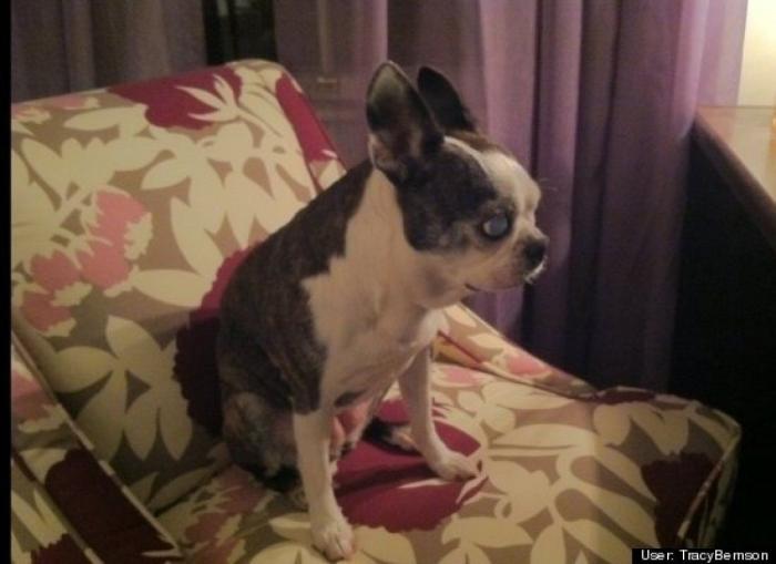 ¿Qué hacen un tigre o un león si les dejas una caja de cartón? El mejor vídeo de bichinos de la semana (VÍDEO)