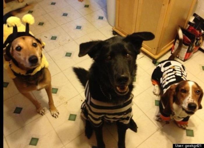 ¿Qué hacen un tigre o un león si les dejas una caja de cartón? El mejor vídeo de bichinos de la semana (VÍDEO)