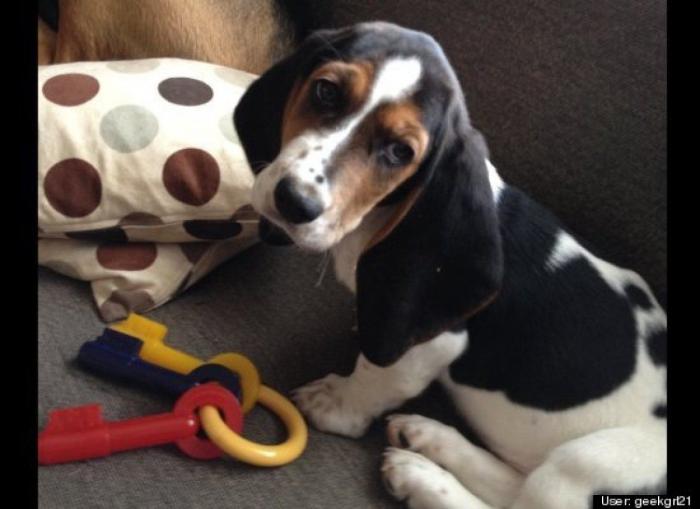 ¿Qué hacen un tigre o un león si les dejas una caja de cartón? El mejor vídeo de bichinos de la semana (VÍDEO)