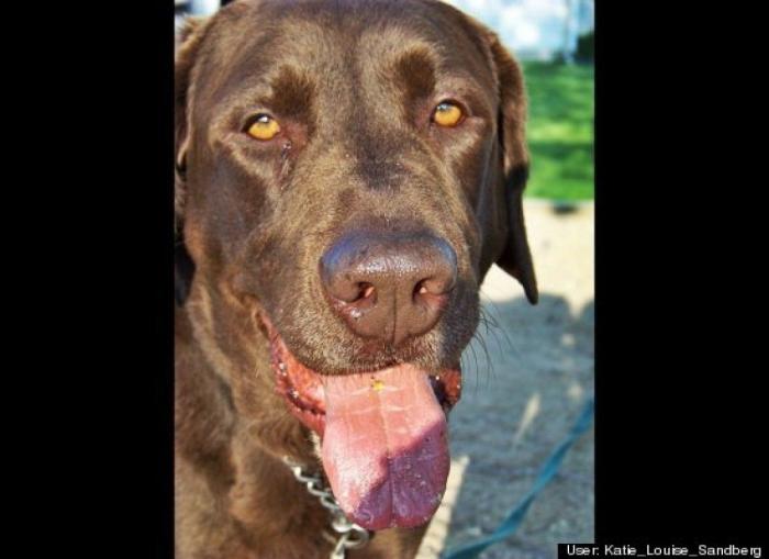 ¿Qué hacen un tigre o un león si les dejas una caja de cartón? El mejor vídeo de bichinos de la semana (VÍDEO)