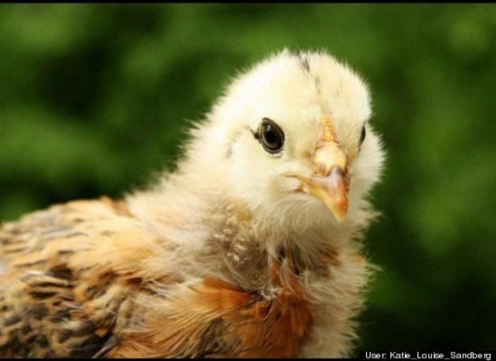 ¿Qué hacen un tigre o un león si les dejas una caja de cartón? El mejor vídeo de bichinos de la semana (VÍDEO)